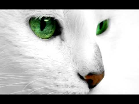 Лечебный кот - Россоловски_0.jpg